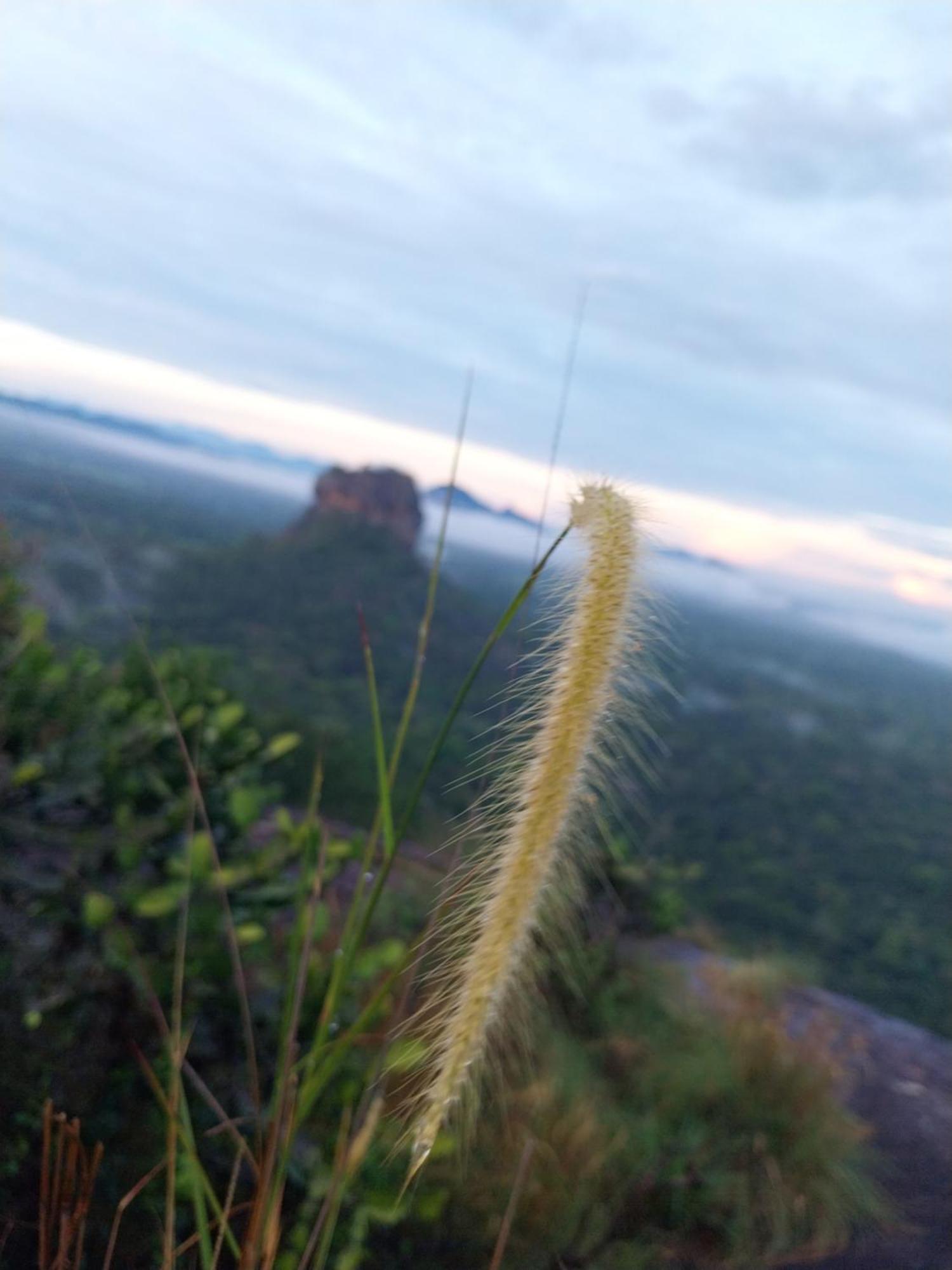 Near The Canal Homstay Sigiriya Exterior photo